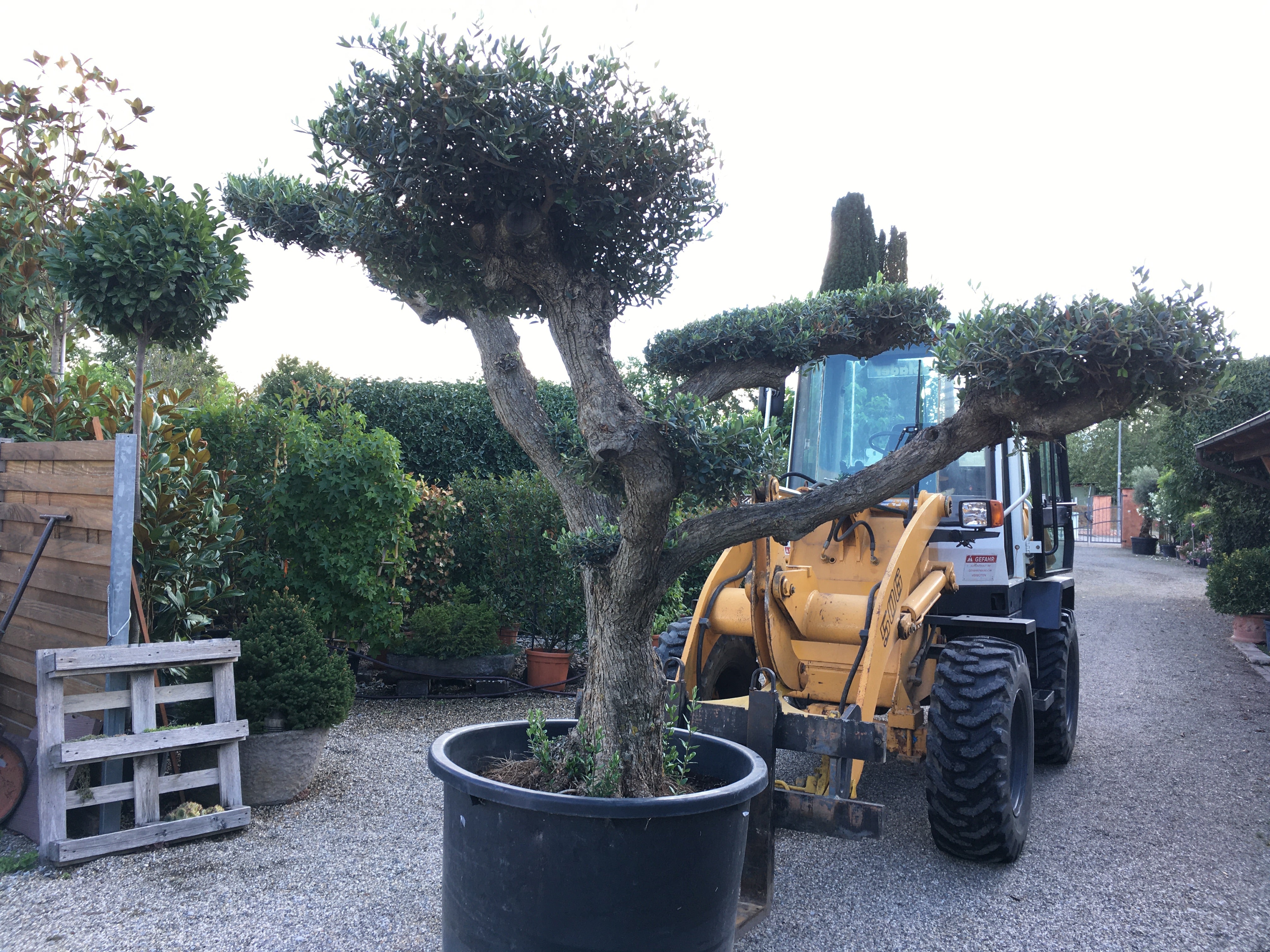 Olivenbaum / Olea europaea